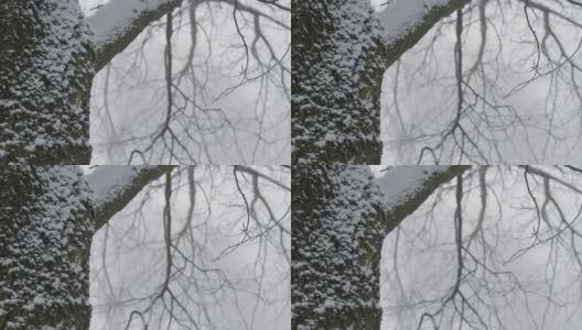 极端近距离拍摄的积雪覆盖的树在林地高清在线视频素材下载