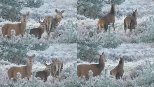 驯鹿、鹿等动物自然野生高清在线视频素材下载