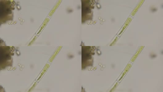 显微镜下的丝状藻类高清在线视频素材下载