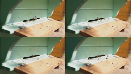 蜜蜂在蜂房里进进出出。飞行蜜蜂的特写。木制蜂巢和蜜蜂高清在线视频素材下载