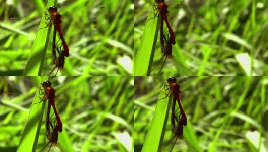 自然界中的两只蜻蜓高清在线视频素材下载