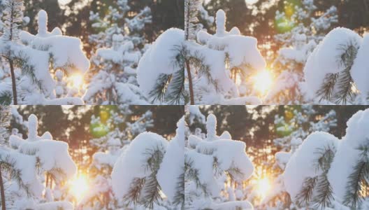 冬日的阳光穿过白雪覆盖的冷杉树枝高清在线视频素材下载