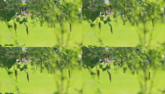 在绿色背景上的桦树芽高清在线视频素材下载