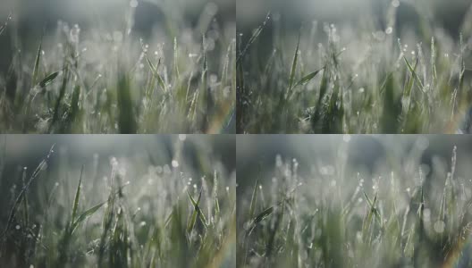 草地上的水滴。晨露。模糊的背景高清在线视频素材下载