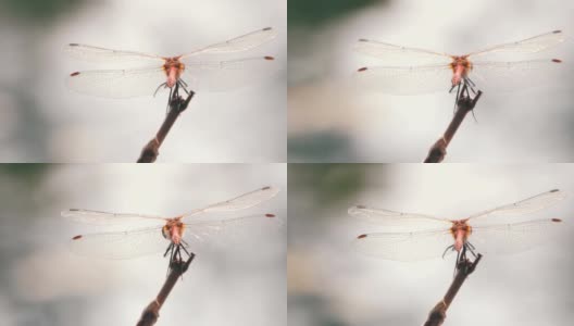 树枝上的蜻蜓高清在线视频素材下载