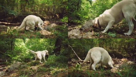 牙齿叼着石头的金毛猎犬高清在线视频素材下载