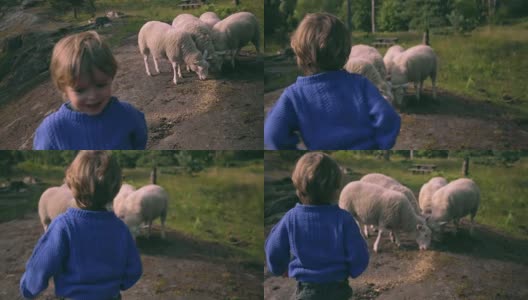 小男孩在大自然中与羊玩耍高清在线视频素材下载