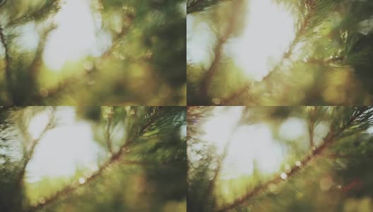 近距离观看常绿针叶在松树。美丽清新的森林背景在明亮的日子高清在线视频素材下载