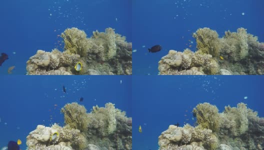 美丽的珊瑚礁和热带鱼。海洋中的水下生物。高清在线视频素材下载