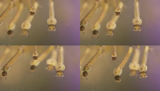 蚊子的幼虫高清在线视频素材下载
