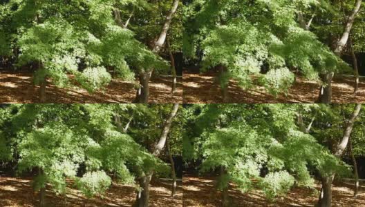 绿色的枫树高清在线视频素材下载