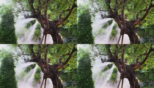 设置在树木上的喷雾水或喷雾喷嘴，用于浇灌花园中的植物高清在线视频素材下载