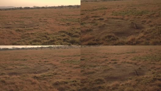 近距离观察:鬣狗躺在野生动物园的大草原短草地上嚎叫高清在线视频素材下载