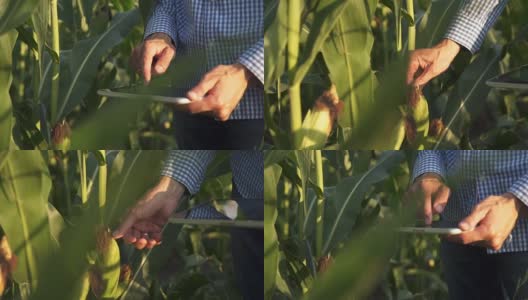 一位农民在玉米地里使用平板电脑。慢动作高清在线视频素材下载