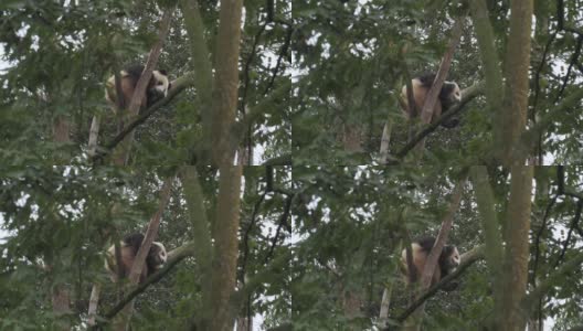 一只可爱的小熊猫在树上休息高清在线视频素材下载
