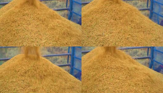 在农业季节，水稻从拖拉机收割到储存高清在线视频素材下载