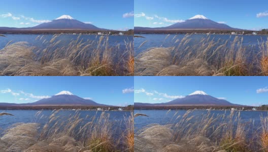 美丽的富士山与枫树在秋天的日本高清在线视频素材下载