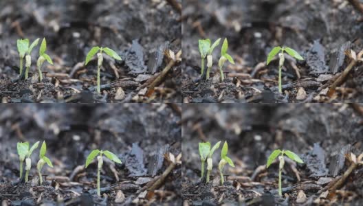 花生芽在雨中长出黑土，生长概念高清在线视频素材下载