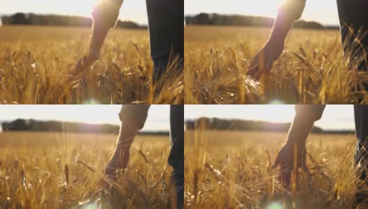 男性的手移动小麦种植在种植园上的特写。一个年轻人穿过麦田，轻轻地抚摸着金黄的麦穗。阳光在背景。后视图慢动作高清在线视频素材下载