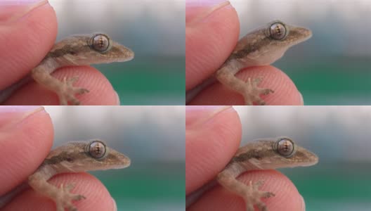 蜥蜴的眼睛高清在线视频素材下载