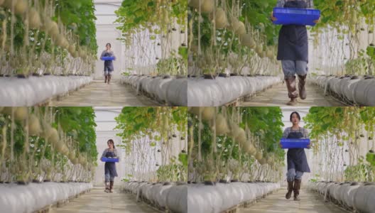 正面视图的亚洲女性年轻农民的靴子走过水果农场，收获甜瓜下的技术，在温室作为一个小型农业农场的农业销售为素食和健康的饮食和生活方式。高清在线视频素材下载