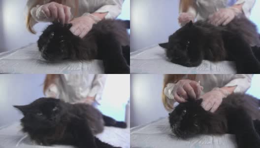 一只老黑猫躺在兽医治疗台上，医生正在给它清洗耳朵高清在线视频素材下载