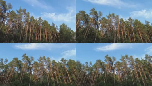 白俄罗斯松树林，从右到左平移高清在线视频素材下载