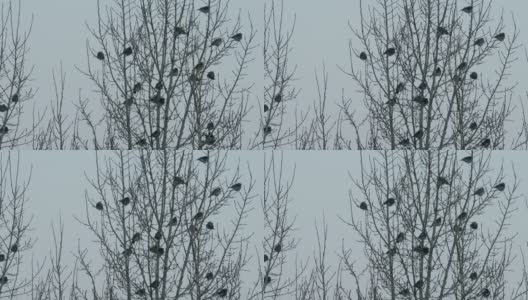 冬天，一群鸟栖息在树上高清在线视频素材下载
