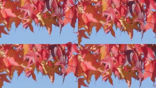 秋天的风景，红红的枫叶在树枝上随风摇曳，在一个温暖的秋日里在公园的大街上。彩色的天然树叶对蓝色的天空近距离观察高清在线视频素材下载