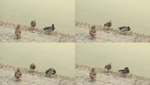 三只鸭子在阿联酋阿布扎比的池塘里清洗自己高清在线视频素材下载
