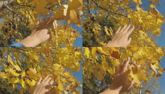 秋天的心情概念女性的手触摸黄色的颜色，树上的枫叶pov高清在线视频素材下载