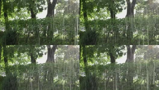 惊人的强降雨，秋天刷新树木和爬山虎公园高清在线视频素材下载