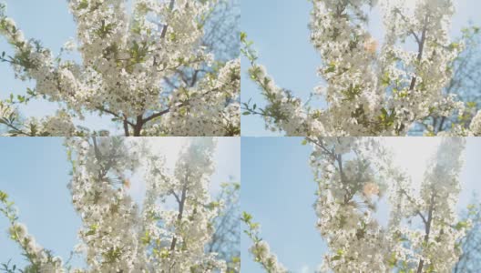 盛开的樱桃树枝和太阳在蓝天的映衬下闪闪发光高清在线视频素材下载