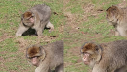 近距离行走的猴子-阿尔及利亚和摩洛哥的巴巴里猕猴高清在线视频素材下载