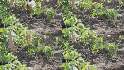一位妇女正从一桶水里倒出一排刚种在园子里阳光下的绿色小番茄高清在线视频素材下载