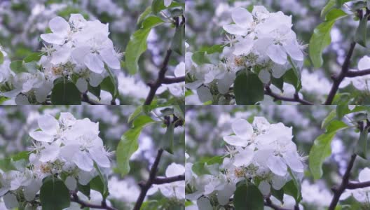 春天下午苹果的树枝上开着白花高清在线视频素材下载