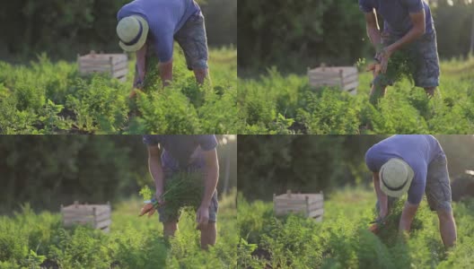 戴着帽子的年轻农民在有机农场的地里采摘胡萝卜高清在线视频素材下载