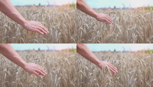 在真实的慢镜头中，手抚摸麦田里的小麦高清在线视频素材下载