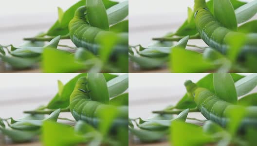 巨大的绿色蠕虫正在吃绿色的叶子高清在线视频素材下载
