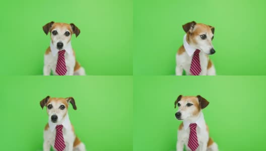 狗在粉红色的领带和衬衫领口坐着，转过头，看向摄像头。绿色色键背景。视频高清在线视频素材下载