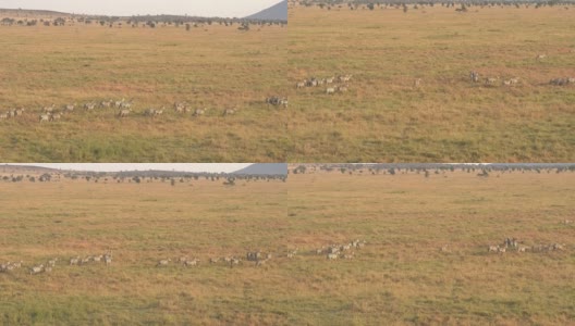 摄影:日落时分，一大群斑马在草原上奔跑高清在线视频素材下载