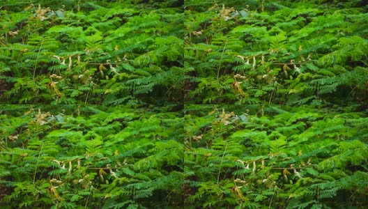 雨滴落在绿叶植物上高清在线视频素材下载