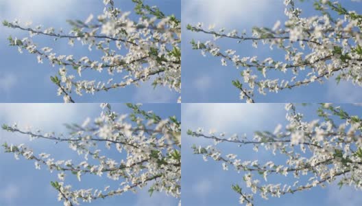 花园里一棵果树上盛开的白色花朵。风轻轻地吹动花茎。在背景蓝色的天空，瞥见春天的太阳。高清在线视频素材下载