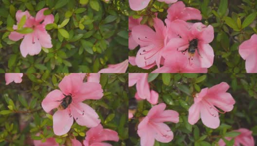 木匠蜂在杜鹃花中采蜜高清在线视频素材下载