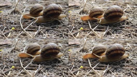 两只蜗牛在草地上爬行高清在线视频素材下载