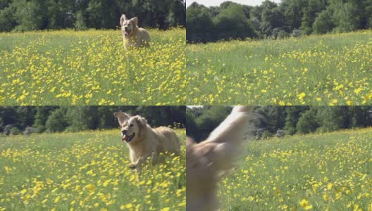 金毛猎犬在野外奔跑的慢动作序列高清在线视频素材下载
