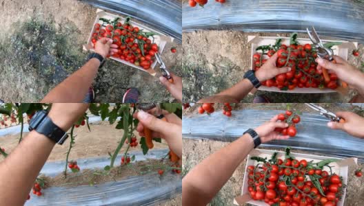一个年轻人从植物中摘了一个西红柿高清在线视频素材下载