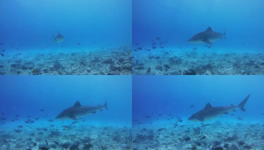 虎鲨在寻找食物的过程中，在浅水的珊瑚礁底部盘旋——印度洋，福瓦穆拉岛，马尔代夫，亚洲高清在线视频素材下载