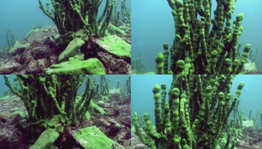 贝加尔湖水下海绵海绵科和海绵海绵科。高清在线视频素材下载