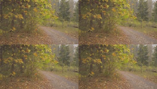 落叶在美丽的野秋林里，路上铺满了金黄的落叶。高质量的画面。高清在线视频素材下载